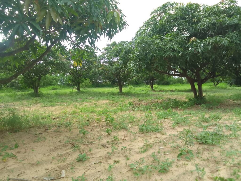 Verger de 1 Hectare vers Diender – Thiès