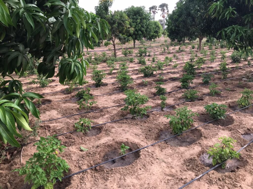 Verger de 1,40 Hectare vers Fimela – Fatick