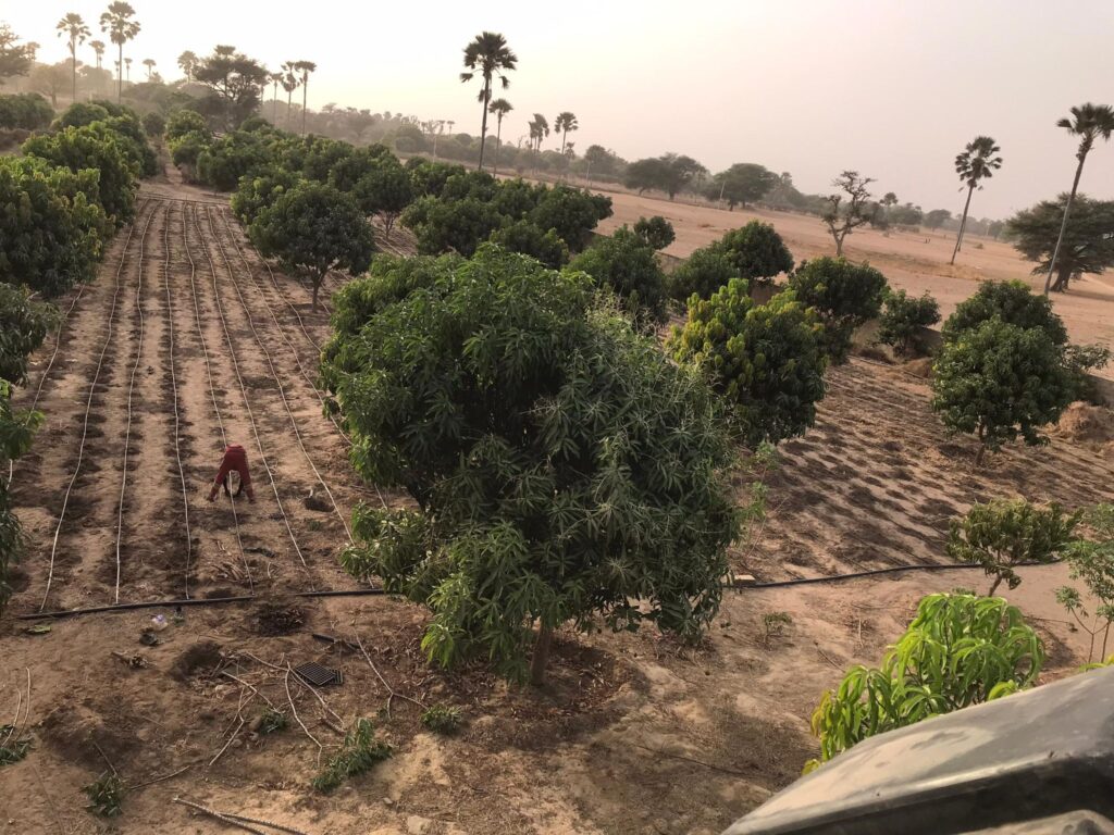Verger de 1,40 Hectare vers Fimela – Fatick