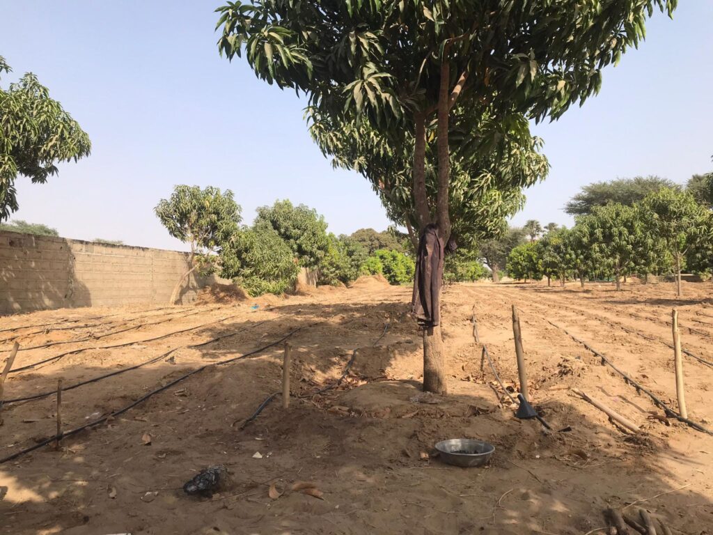 Verger de 1,40 Hectare vers Fimela – Fatick