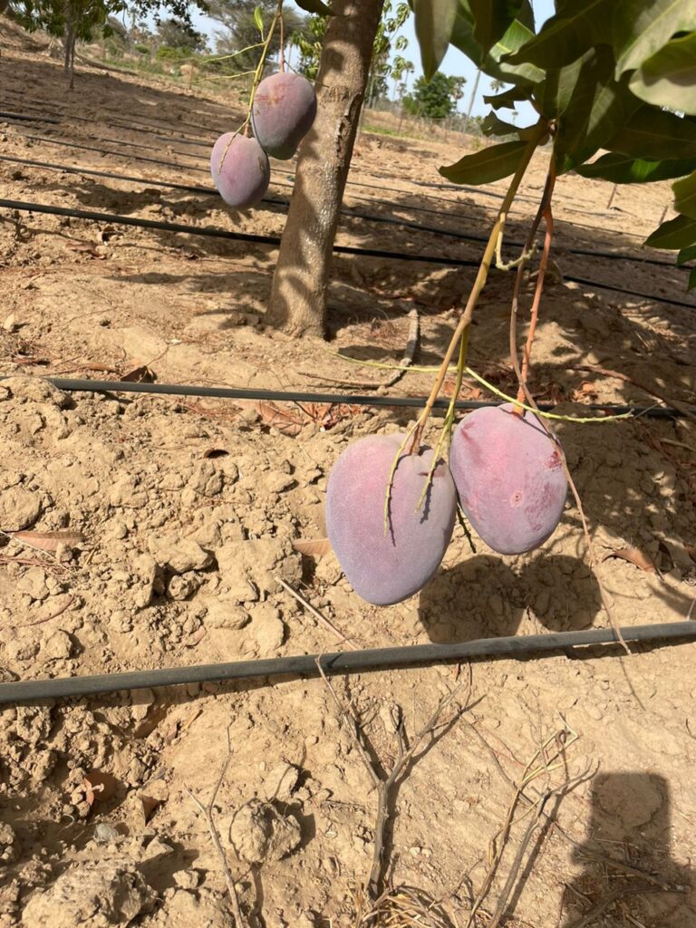 Verger de 1,40 Hectare vers Fimela – Fatick