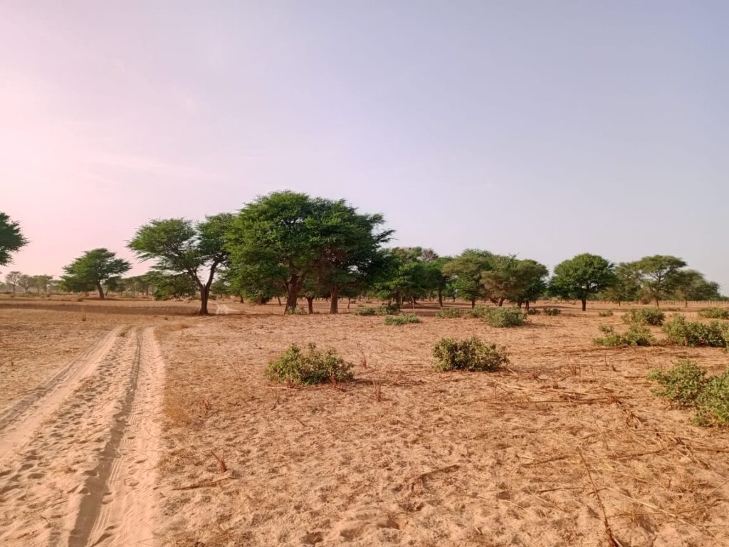 Terrain Agricole de 2,58 Hectares vers Tassette – Thiès
