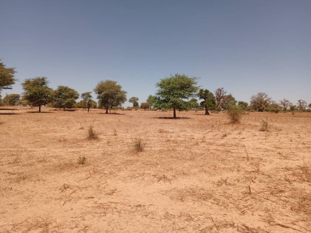 Terrain Agricole de 1,91 Hectare vers Tassette – Thiès