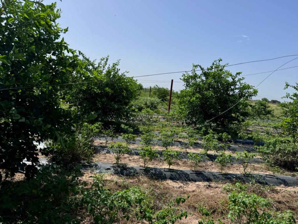 Verger de 4,50 Hectares vers Fissel – Mbour