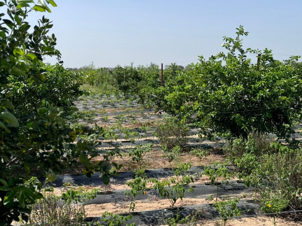 Verger de 4,50 Hectares vers Fissel – Mbour