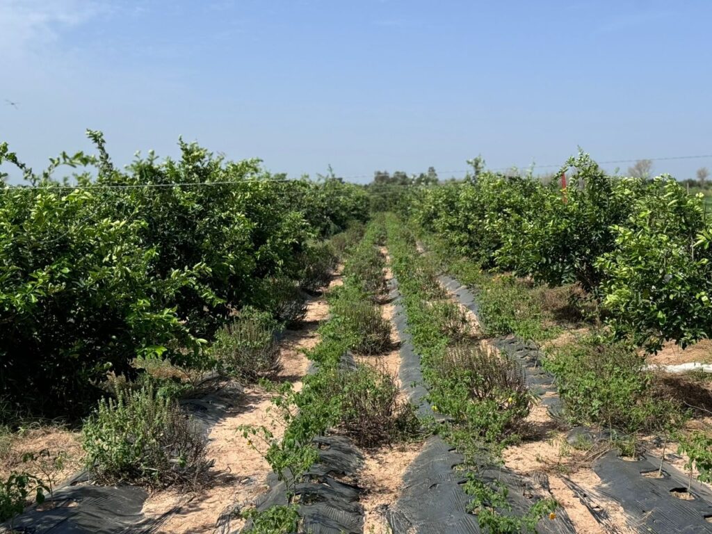 Verger de 4,50 Hectares vers Fissel – Mbour