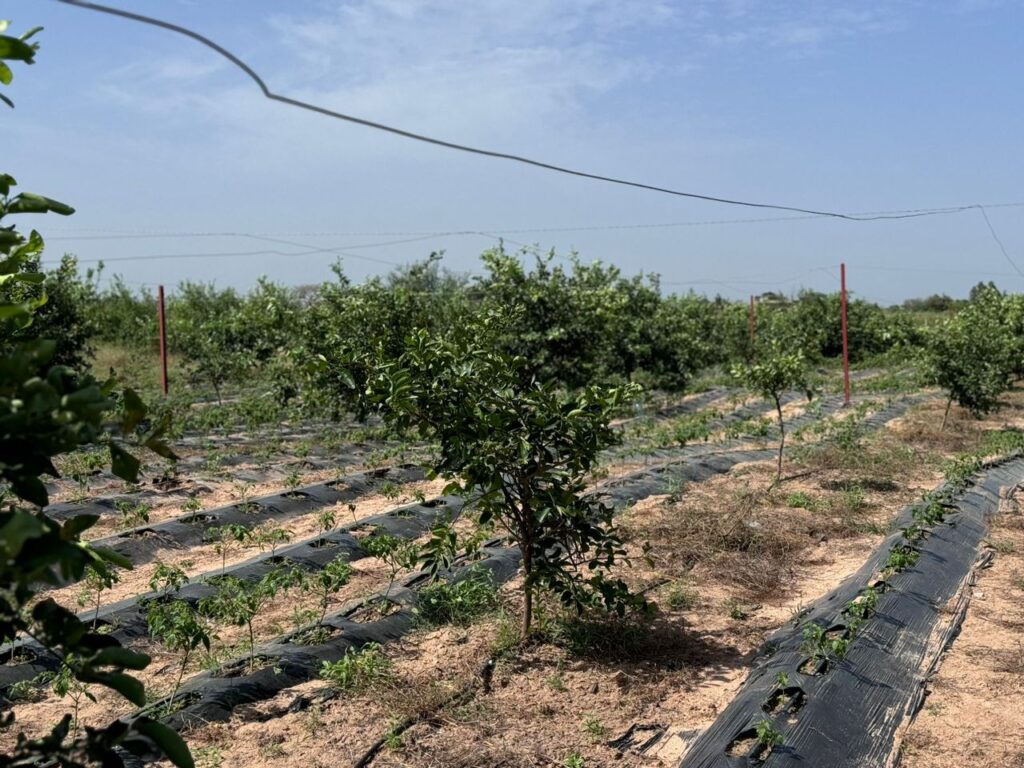 Verger de 4,50 Hectares vers Fissel – Mbour