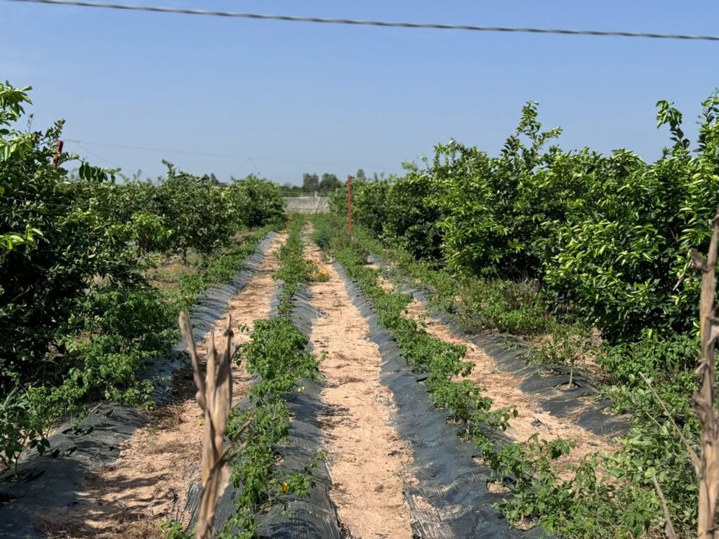 Verger de 4,50 Hectares vers Fissel – Mbour