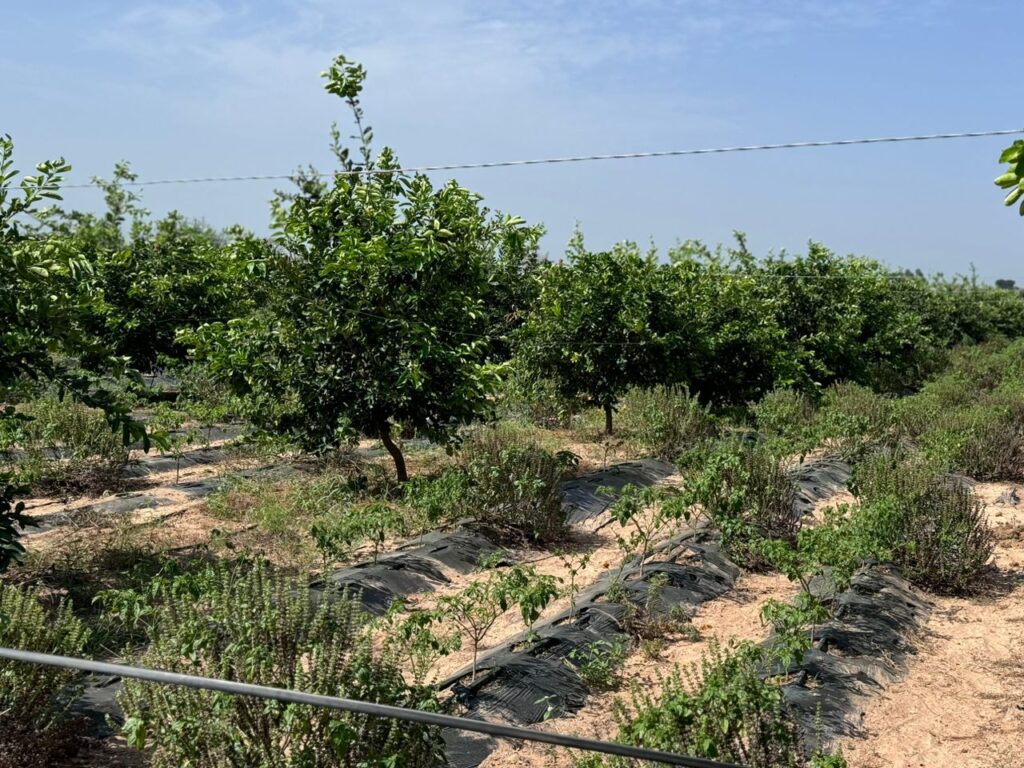 Verger de 4,50 Hectares vers Fissel – Mbour