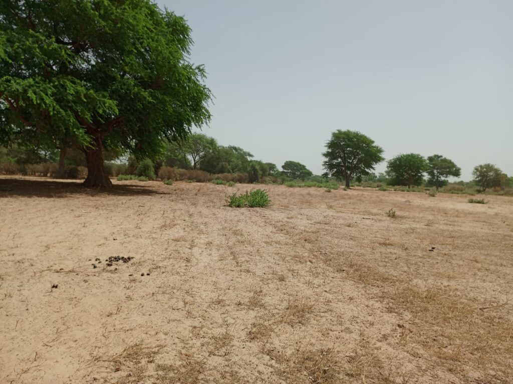 Terrain Agricole de 1,06 Hectare vers Tassette – Thiès