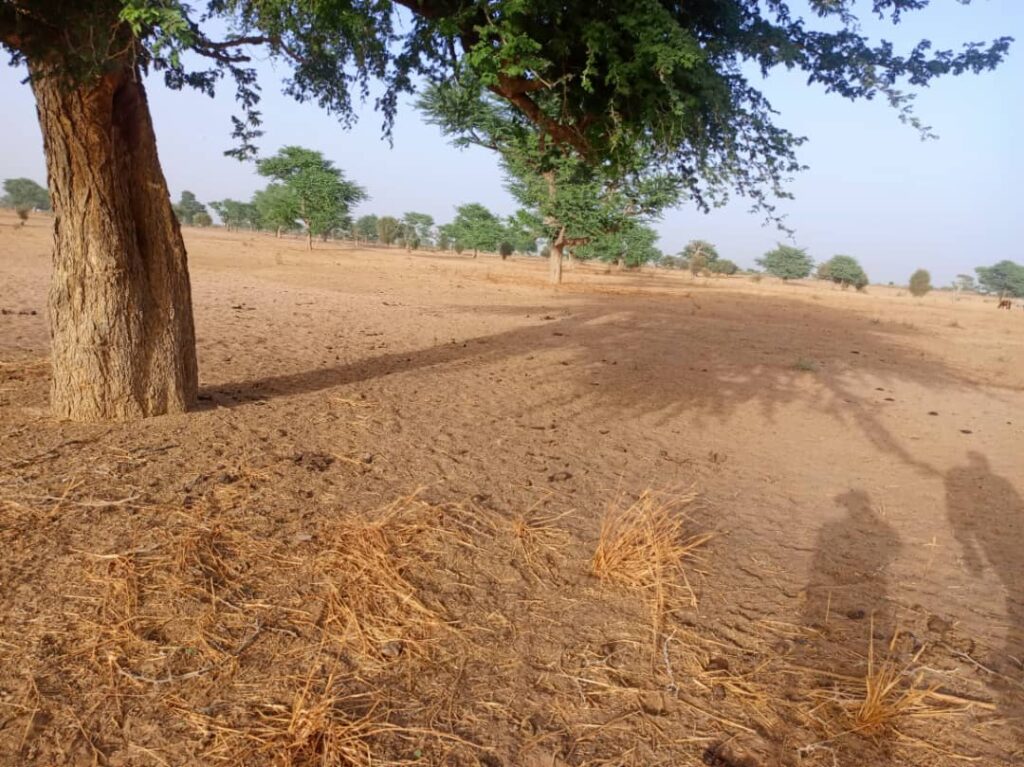 Terrain Agricole de 2,43 Hectares vers Tassette – Thiès