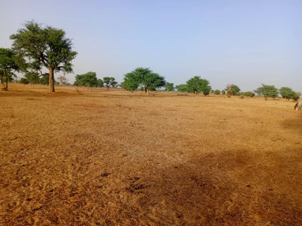 Terrain Agricole de 2,43 Hectares vers Tassette – Thiès