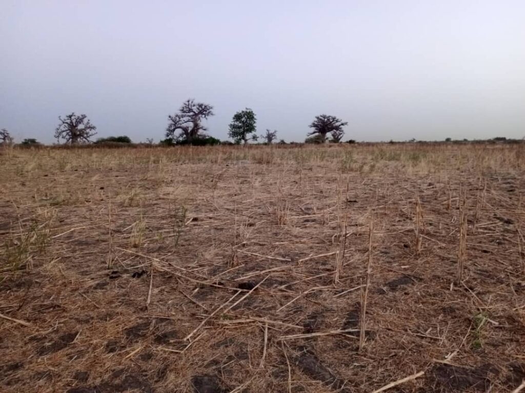 Terrain Agricole de 2 Hectares vers Nguéniène – Mbour