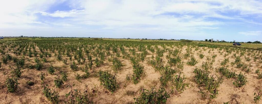 Terrain Agricole de 1 Hectare vers Tassette – Thiès