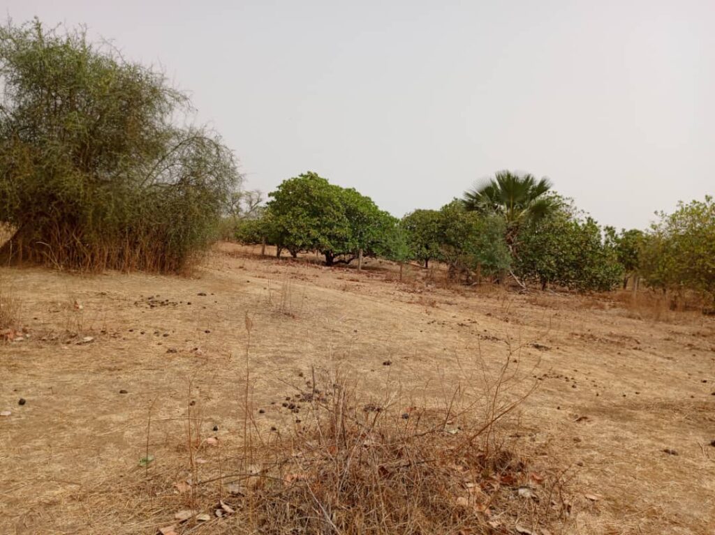 Terrain Agricole de 9 815 m² vers Notto Diobass – Thiès