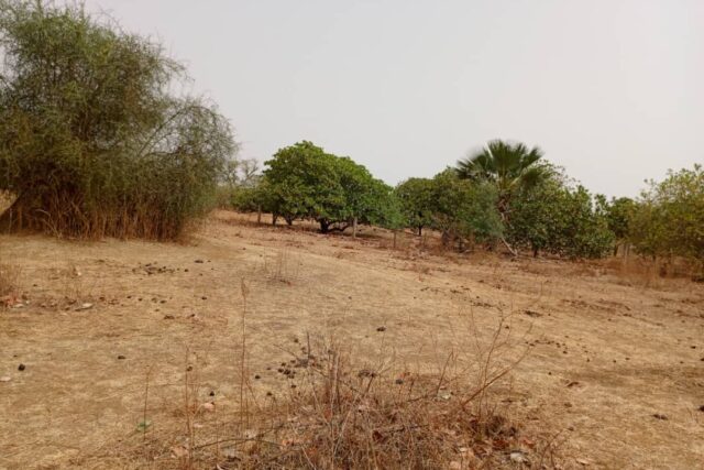 Terrain Agricole de 9 815 m² vers Notto Diobass – Thiès