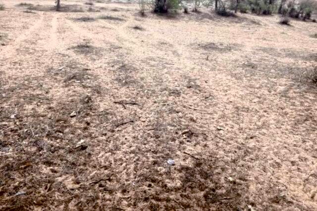 Terrain Agricole de 8 hectares vers Diokoul Djawingne – Louga