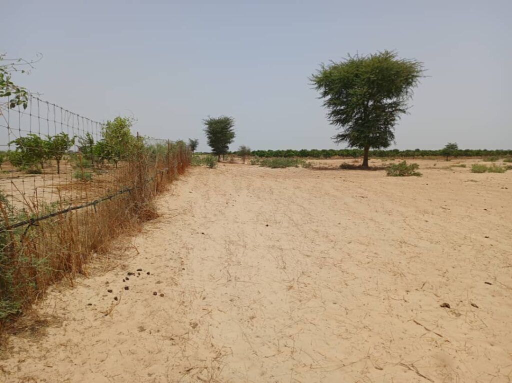 Terrain Agricole de 2,04 Hectares vers Tassette – Thiès