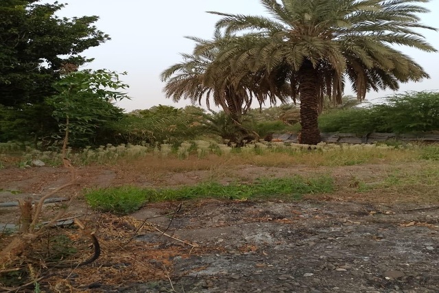 Verger de 1,50 Hectare vers Gandon – Saint-Louis