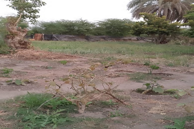 Verger de 1,50 Hectare vers Gandon – Saint-Louis