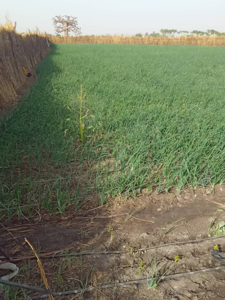 Verger de 5000 m² vers Nguéniène – Mbour