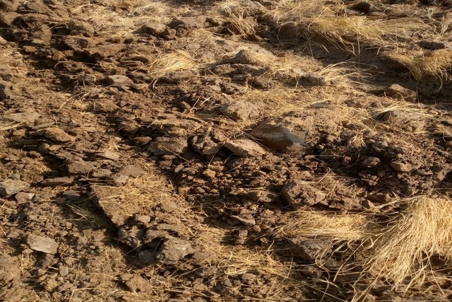Verger de 5 Hectares vers Tassette – Thiès
