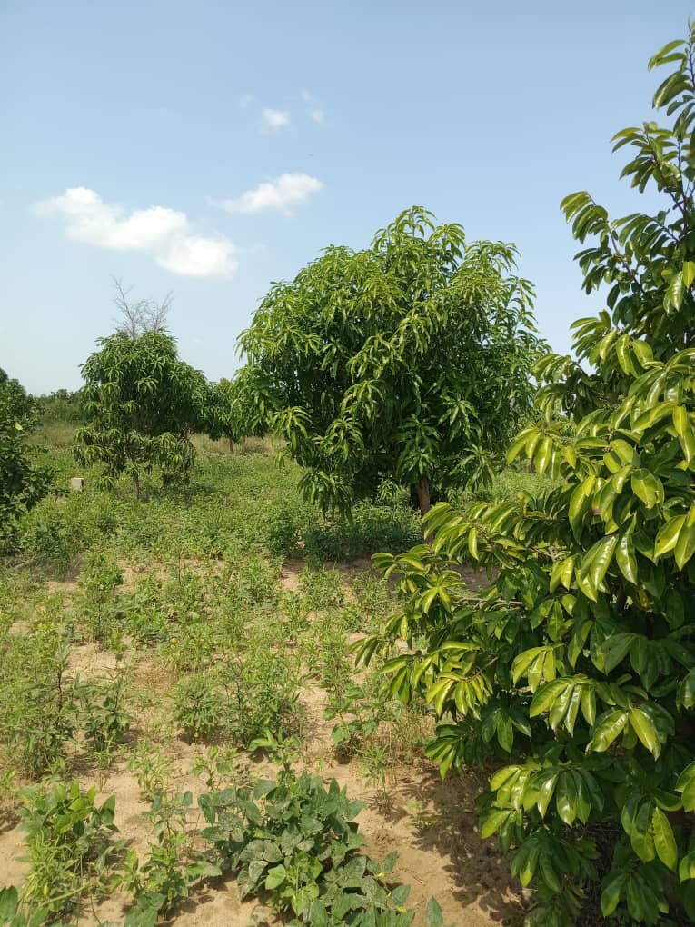 Exploitation agricole de 2,50 Hectares vers Sandiara – Mbour