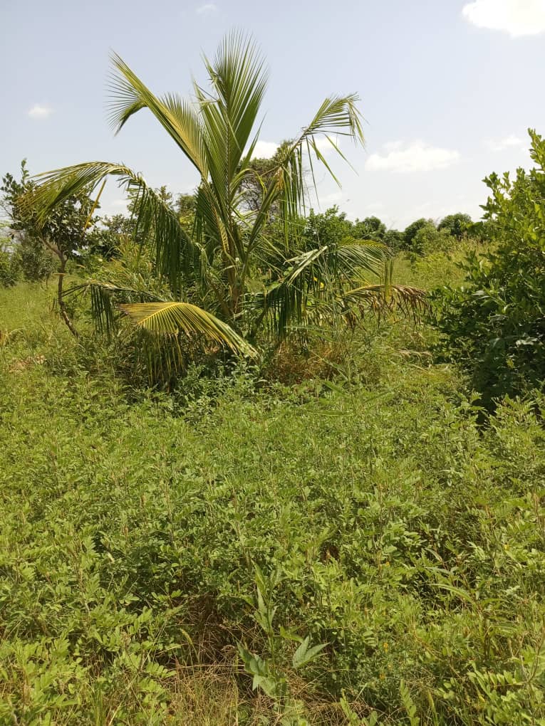 Exploitation agricole de 2,50 Hectares vers Sandiara – Mbour