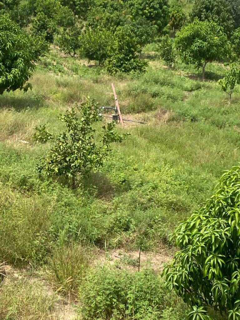 Exploitation agricole de 2,50 Hectares vers Sandiara – Mbour