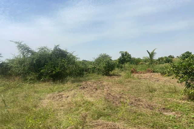Verger Agricole de 2,50 Hectares vers Séssène – Mbour