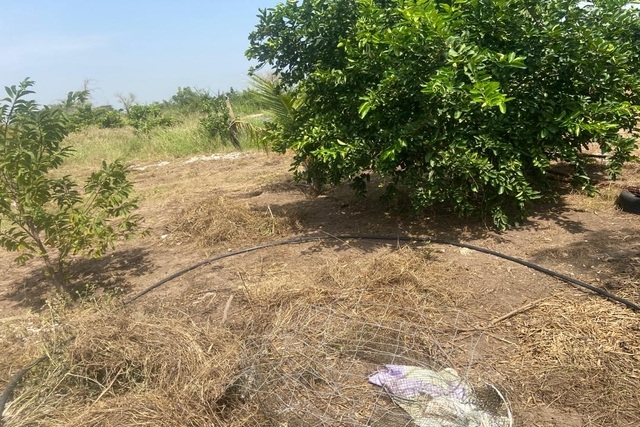 Verger Agricole de 2,50 Hectares vers Séssène – Mbour