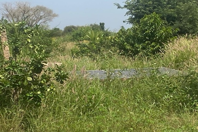 Verger Agricole de 2,50 Hectares vers Séssène – Mbour