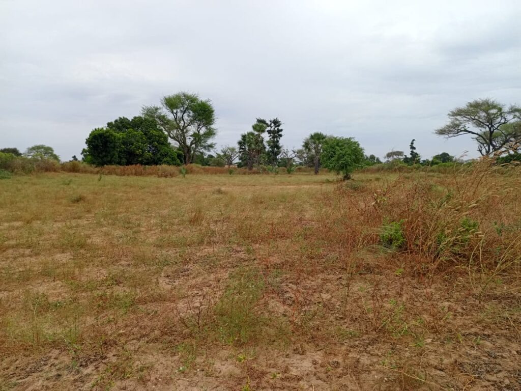 Terrain Agricole de 9 012 m² vers Tassette – Thiès