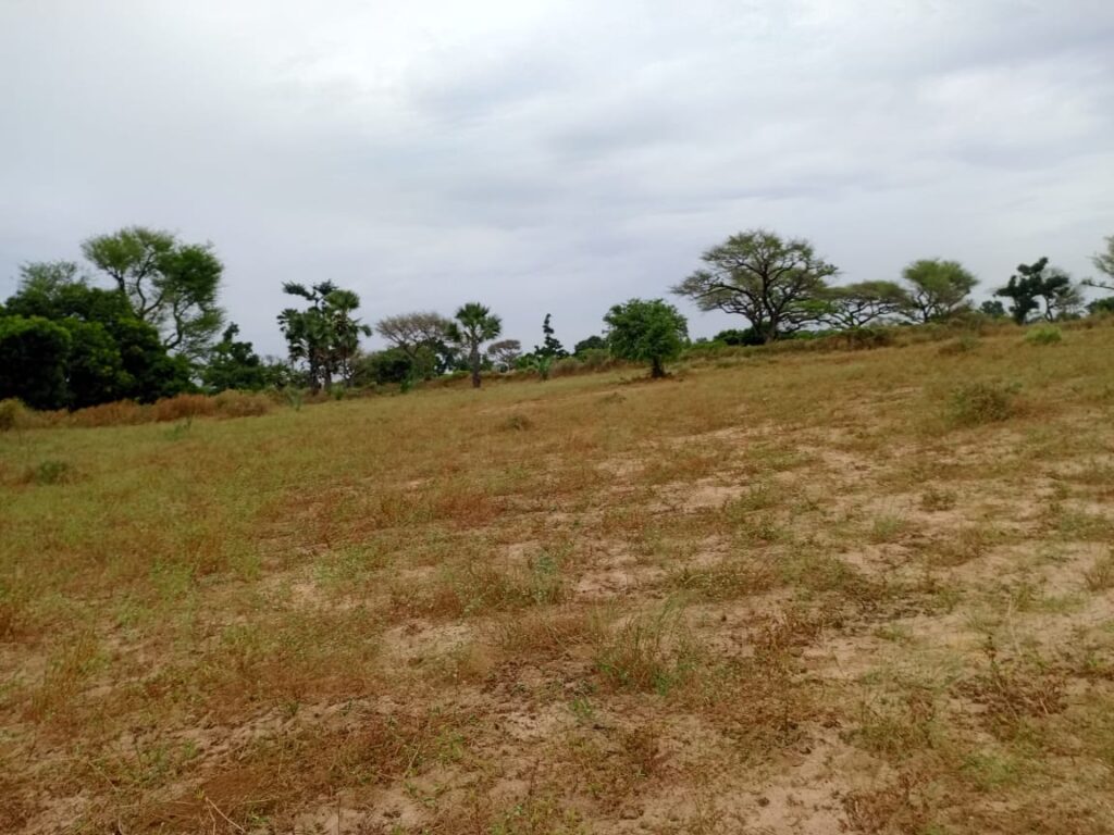 Terrain Agricole de 9 012 m² vers Tassette – Thiès