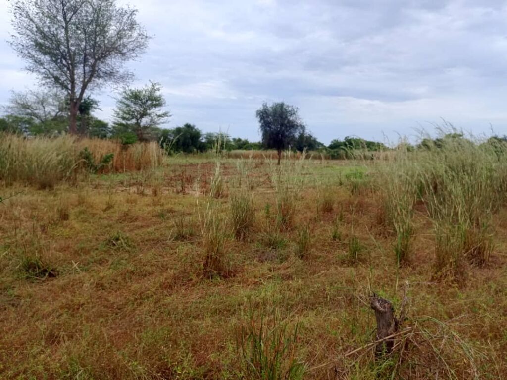 Terrain Agricole de 2,44 Hectares vers Tassette – Thiès