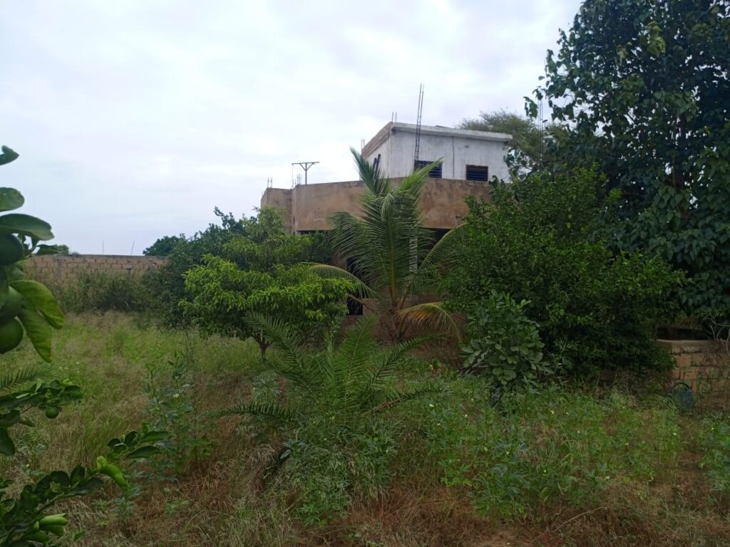 Verger de 1,87 Hectare vers Tassette – Thiès