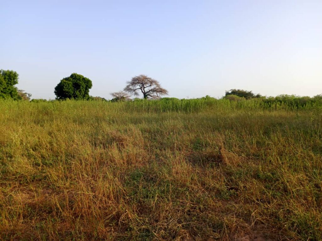 Terrain de 8 460 m² vers Tassette – Thiès