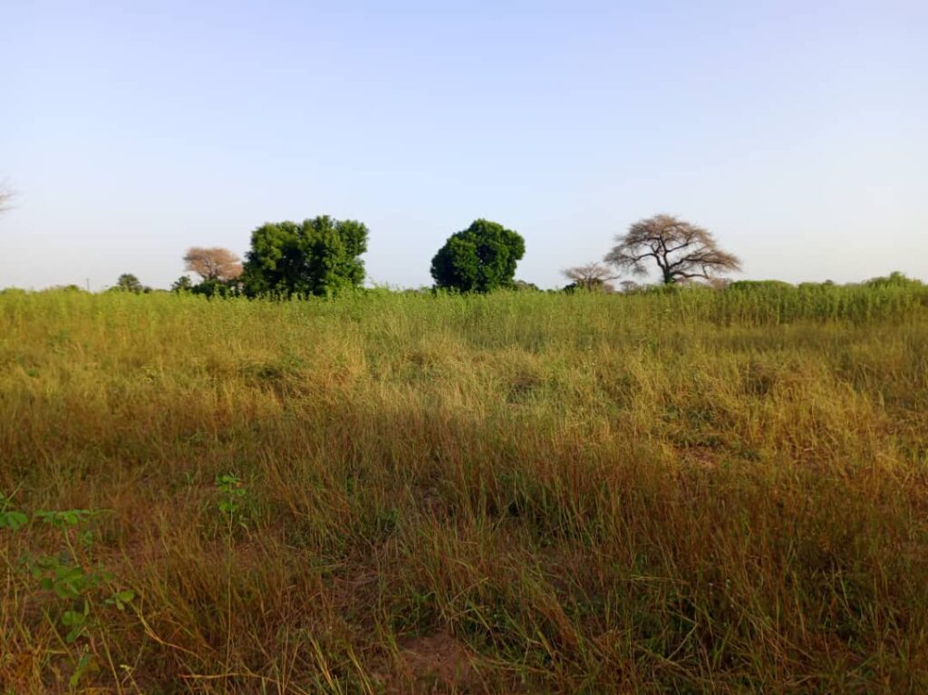 Terrain de 8 460 m² vers Tassette – Thiès