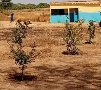 Verger de 5 250 m² vers Tassette – Thiès