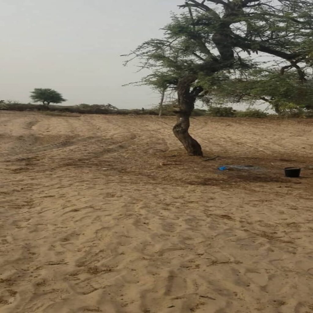 Verger de 2.5 Hectares vers Mboro – Tivaouane