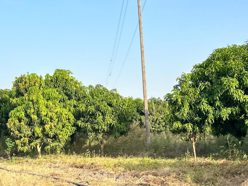 Verger de 7 Hectares vers Keur Moussa – Thiès