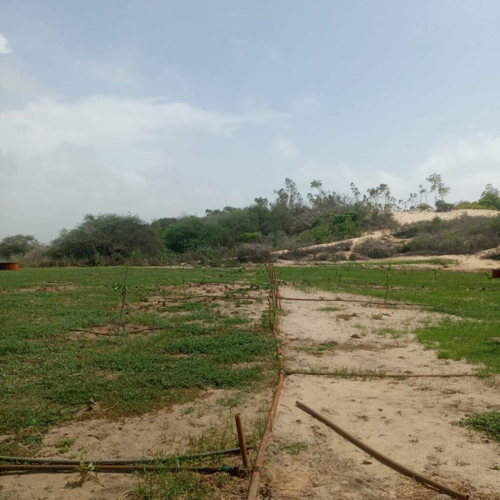 Verger de 1,50 Hectare vers Mboro – Tivaouane