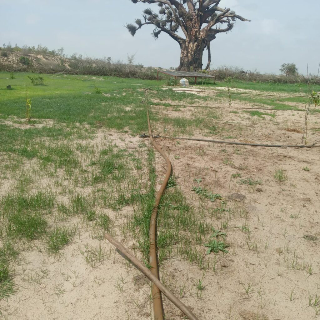 Verger de 1,50 Hectare vers Mboro – Tivaouane