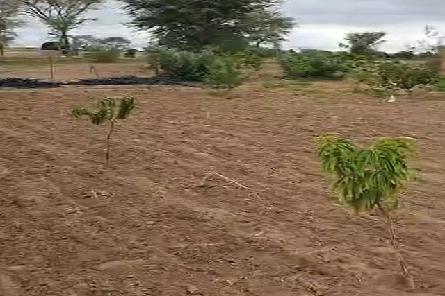 Verger de 6 000 m² vers Thiénaba – Thiès