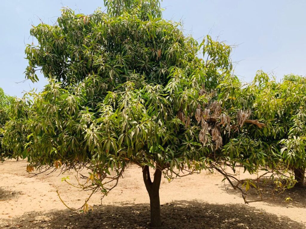 Verger de 3,31 Hectares vers Fandéne – Thiès