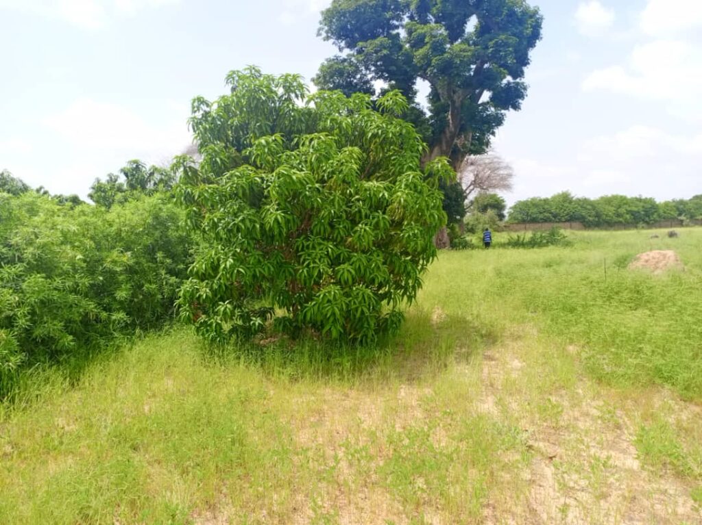 Verger de 2,07 Hectares vers Thiènaba – Thiès