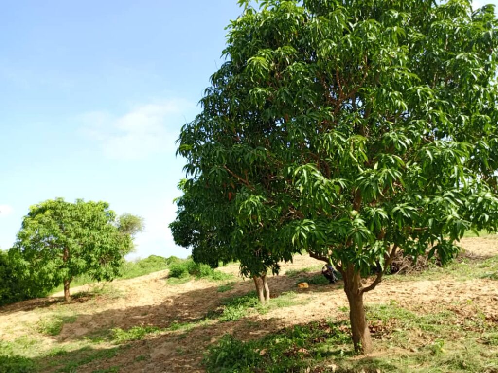 Verger de 1,28 Hectare vers Notto Gouye Diama – Tivaouane