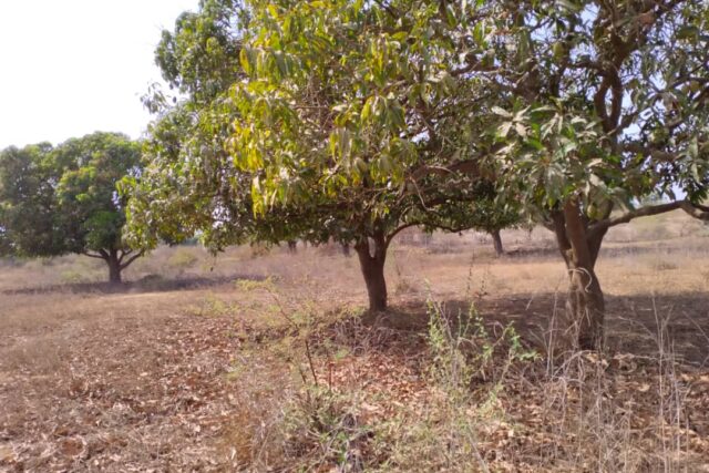 Verger de 1,46 Hectare vers Keur Moussa – Thiès