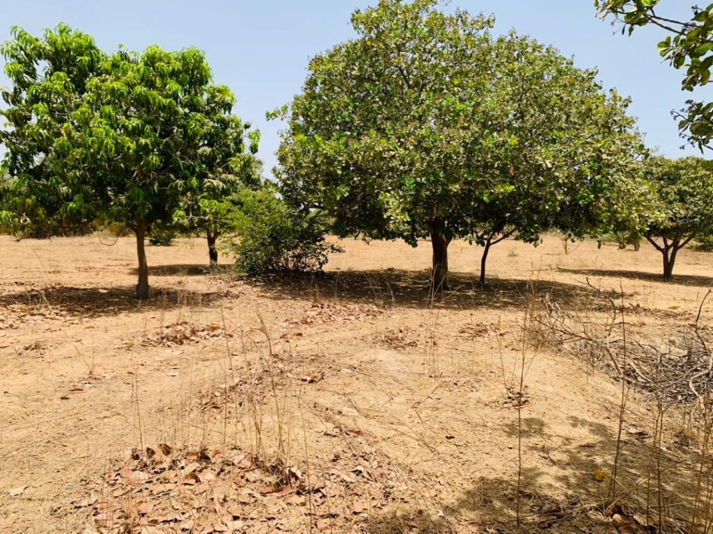 Verger de 3,31 Hectares vers Fandéne – Thiès