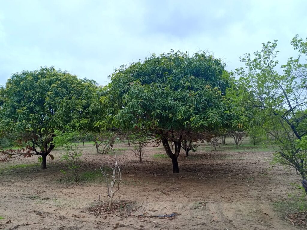 Verger de 2,62 Hectares vers Notto Diobass – Thiès